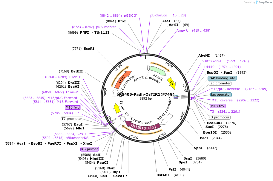 247603-plasmid-map-sequence-id-494841