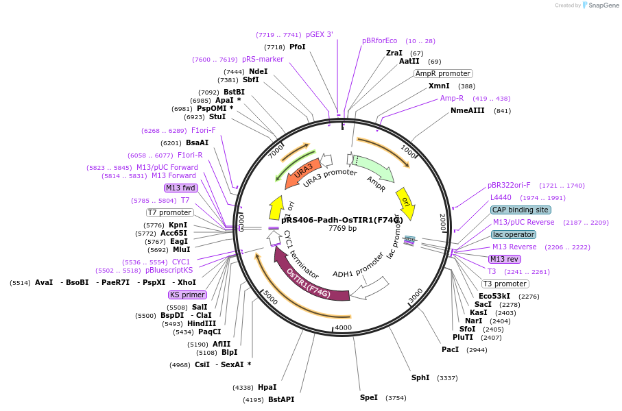 247604-plasmid-map-sequence-id-494842