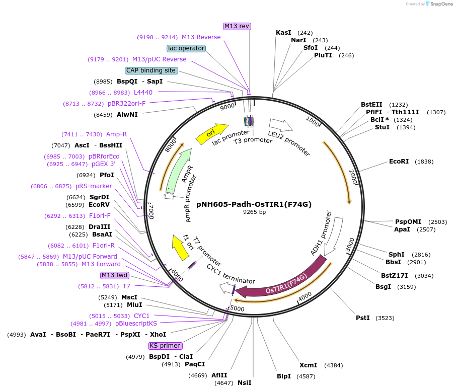 247605-plasmid-map-sequence-id-494843