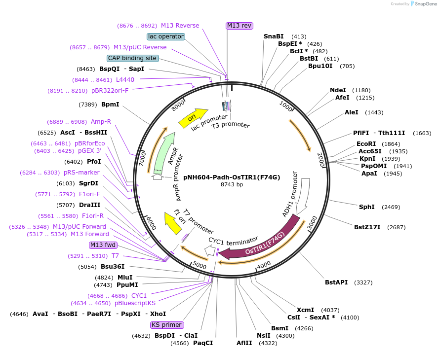 247606-plasmid-map-sequence-id-494844