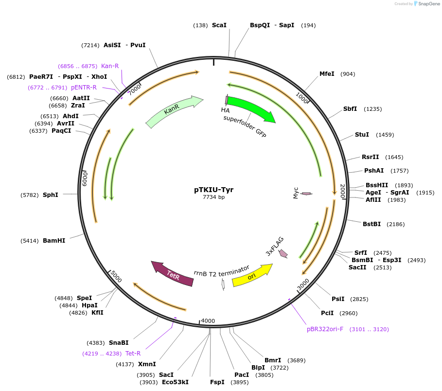 247649-plasmid-map-sequence-id-494847