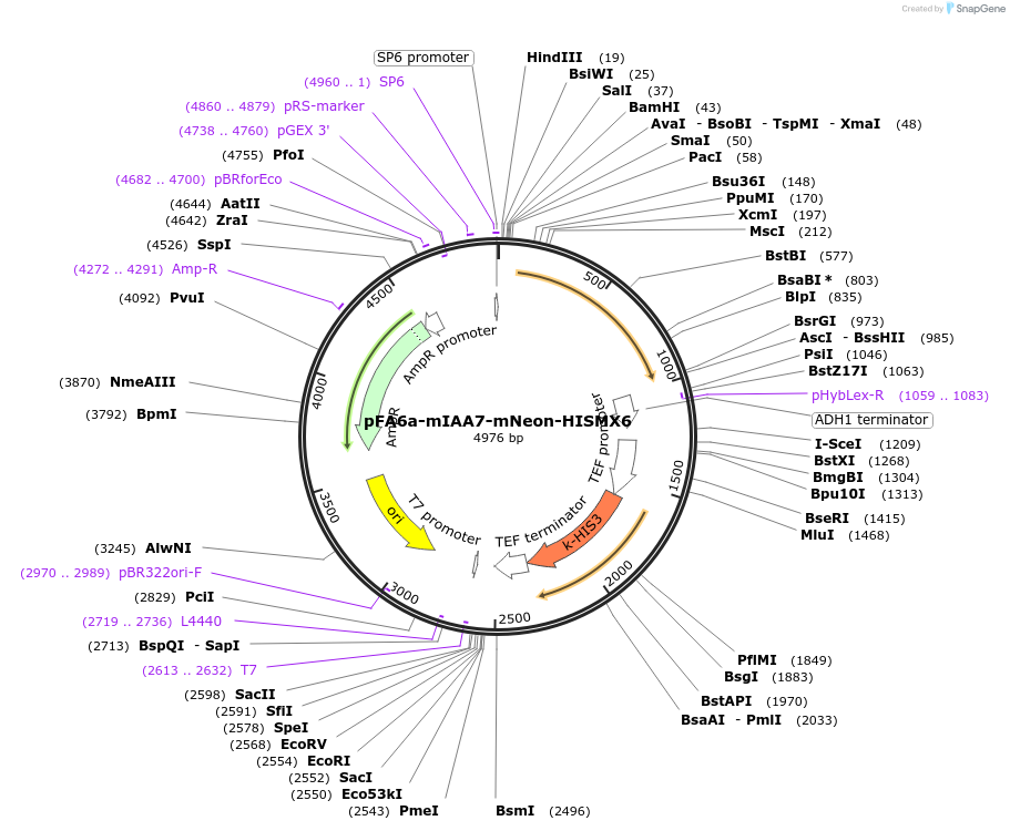 247607-plasmid-map-sequence-id-494848