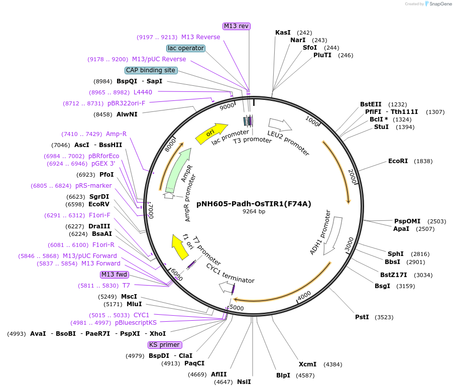 247610-plasmid-map-sequence-id-494854