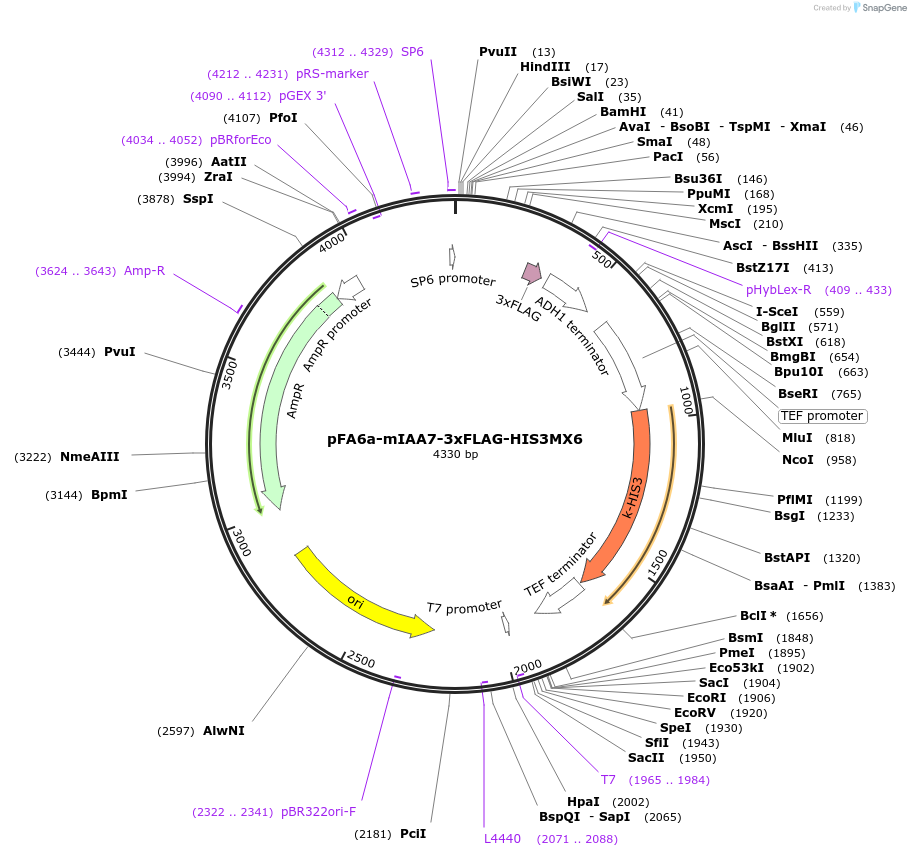 247614-plasmid-map-sequence-id-494869