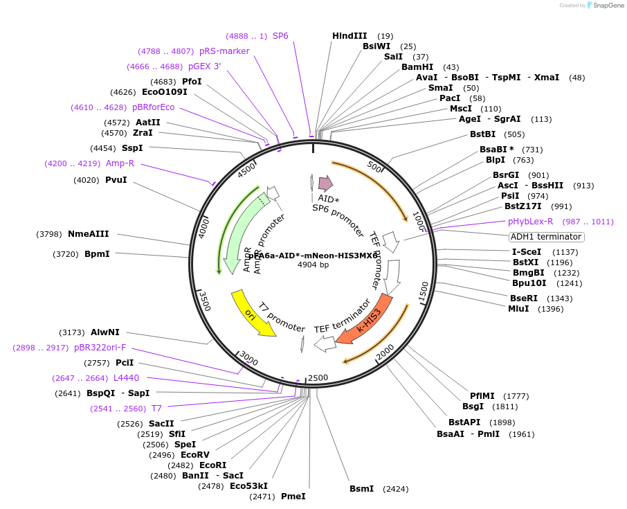 247616-plasmid-map-sequence-id-494871