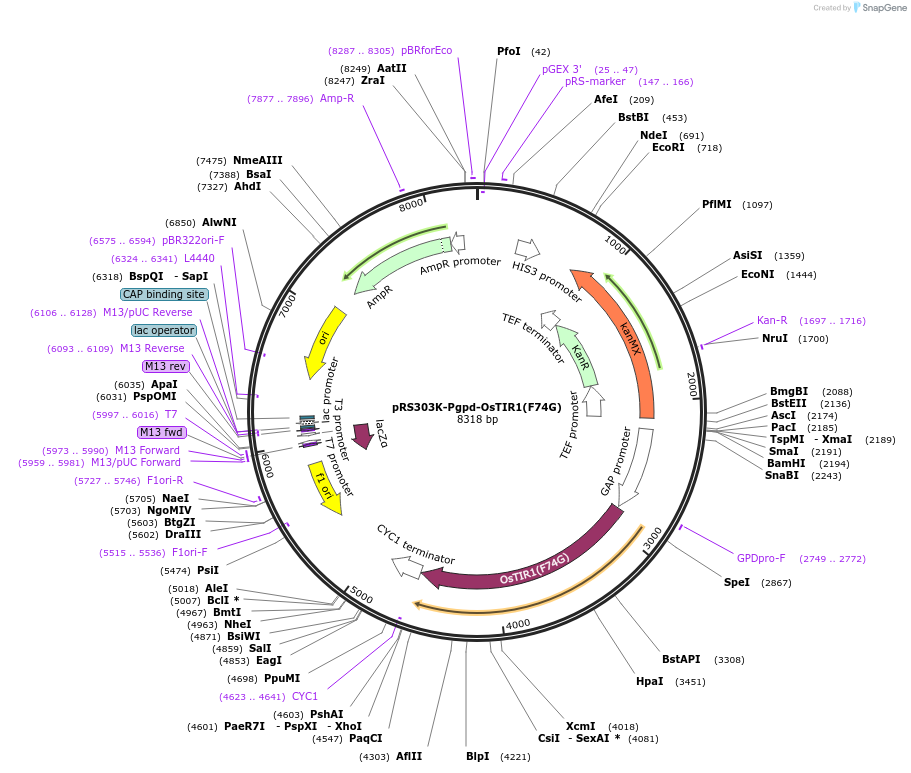247617-plasmid-map-sequence-id-494873