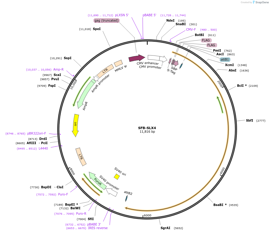 247854-plasmid-map-sequence-id-494874