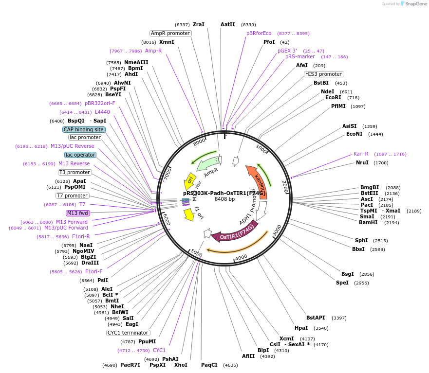 247618-plasmid-map-sequence-id-494907