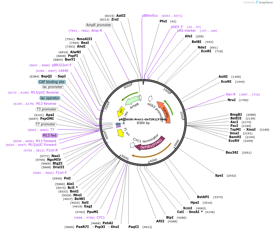 247619-plasmid-map-sequence-id-494908