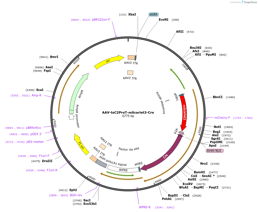 248522-plasmid-map-sequence-id-494910