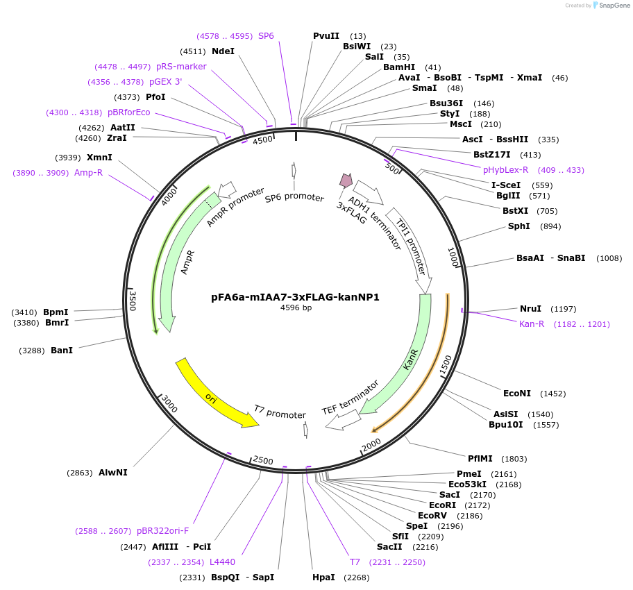 247620-plasmid-map-sequence-id-494911
