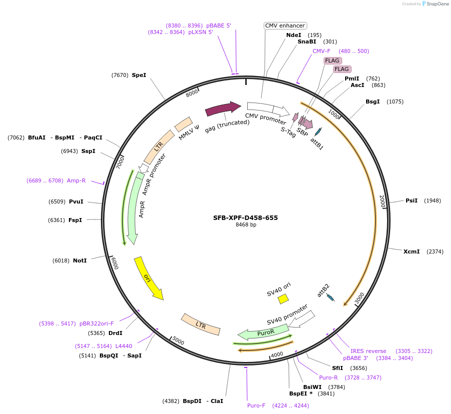 247890-plasmid-map-sequence-id-494916