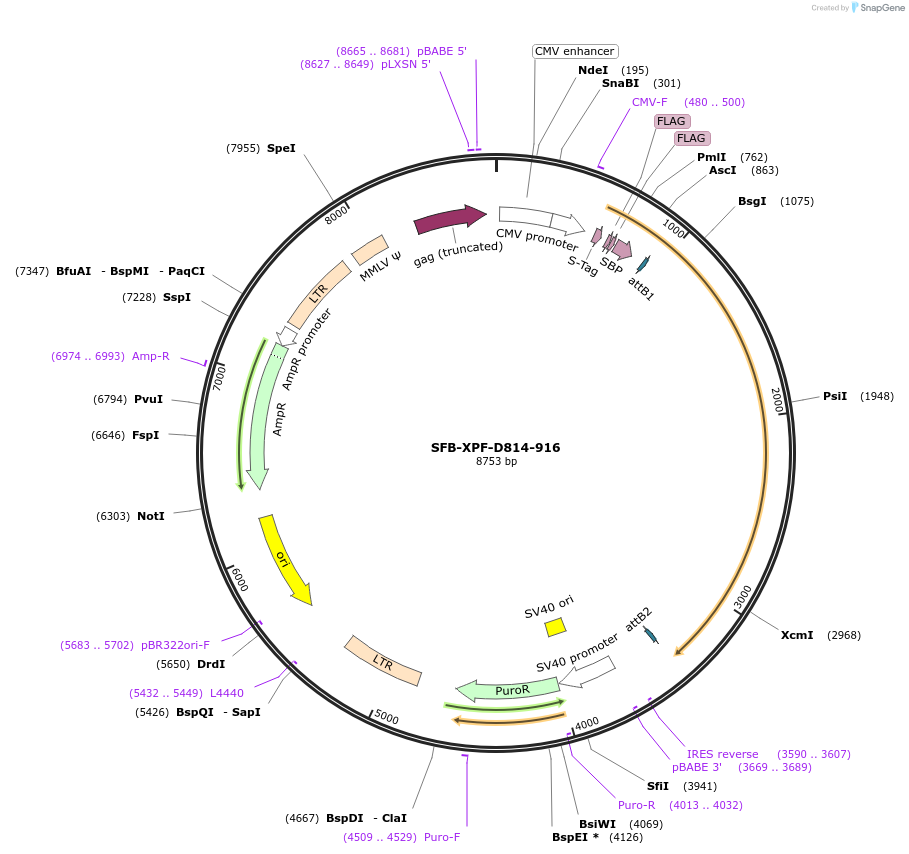 247892-plasmid-map-sequence-id-494917