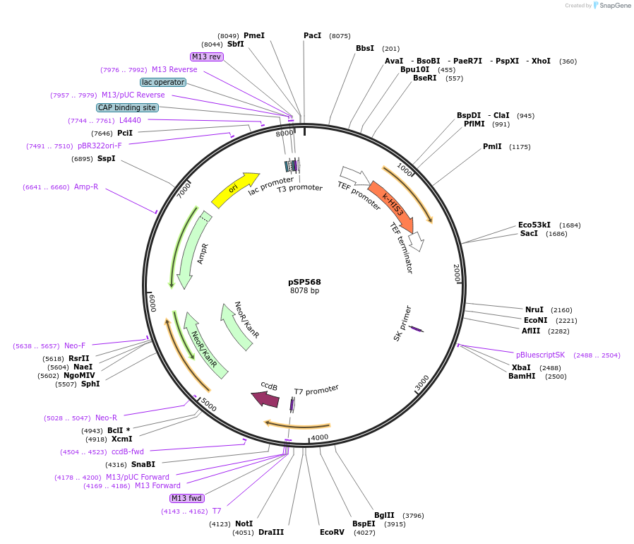 139493-plasmid-map-sequence-id-494933