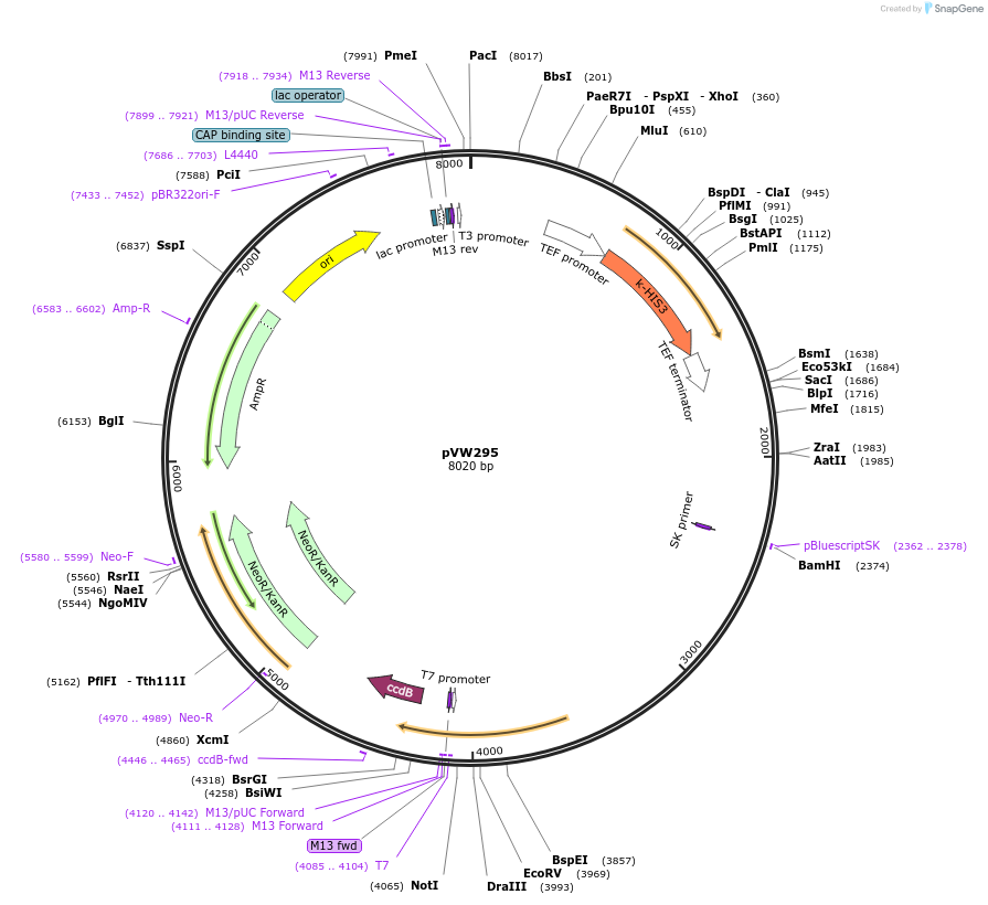 139492-plasmid-map-sequence-id-494935