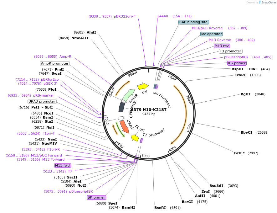 1250-plasmid-map-sequence-id-494941
