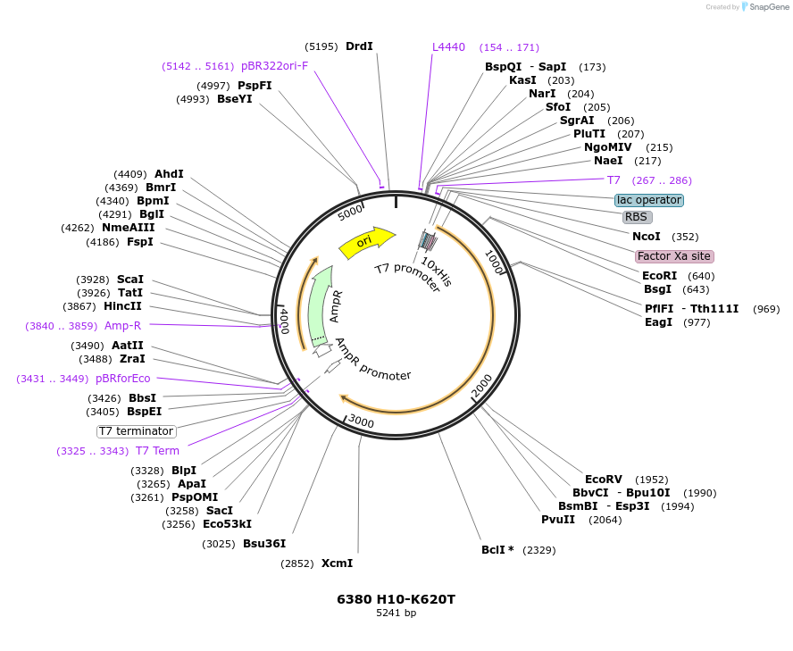 1251-plasmid-map-sequence-id-494945