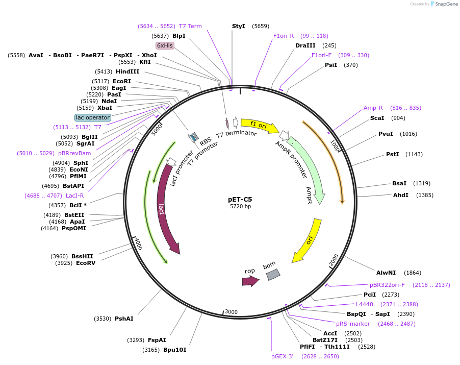 246823-plasmid-map-sequence-id-494977