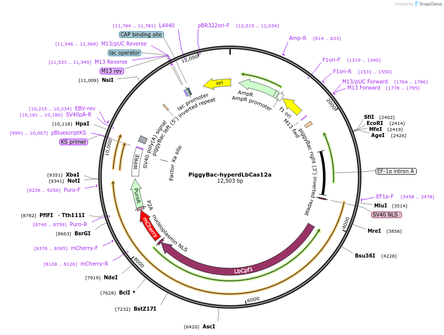247777-plasmid-map-sequence-id-494998