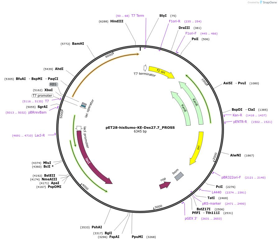 248012-plasmid-map-sequence-id-495002