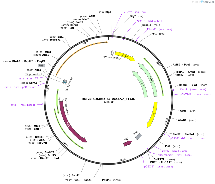 248016-plasmid-map-sequence-id-495003