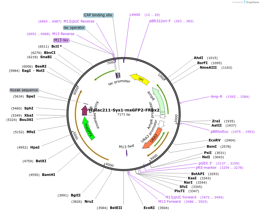 247749-plasmid-map-sequence-id-495005