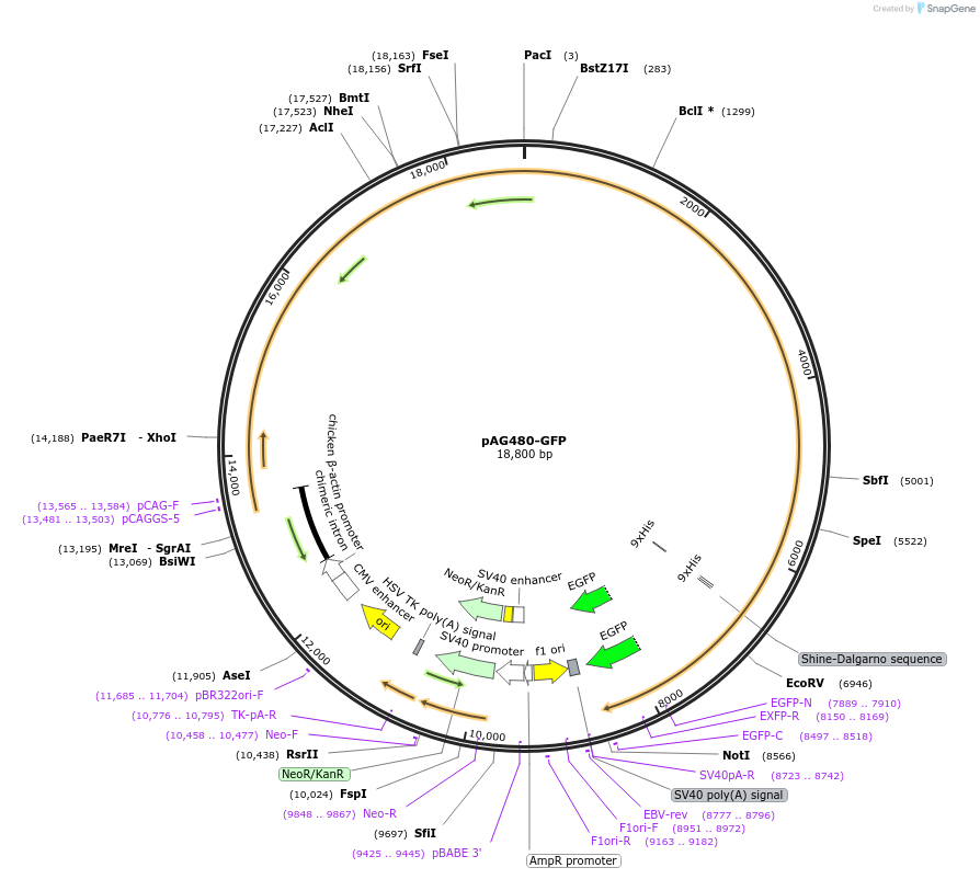 241434-plasmid-map-sequence-id-495012