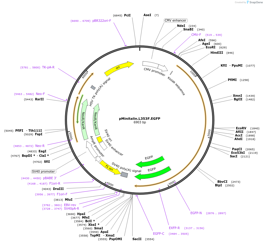 247088-plasmid-map-sequence-id-495022