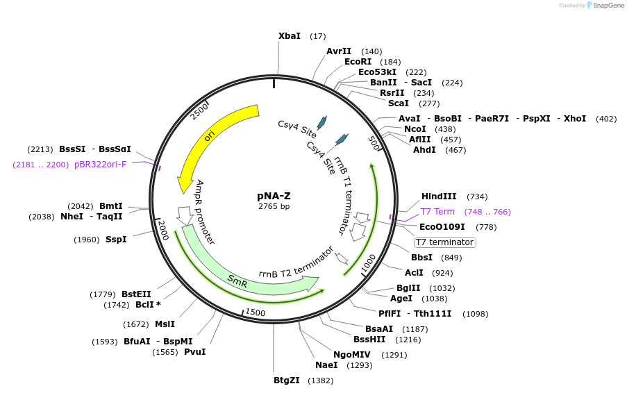 238995-plasmid-map-sequence-id-495026