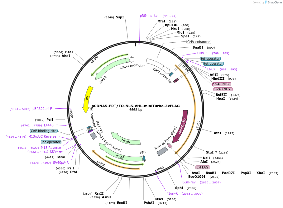 248670-plasmid-map-sequence-id-495091