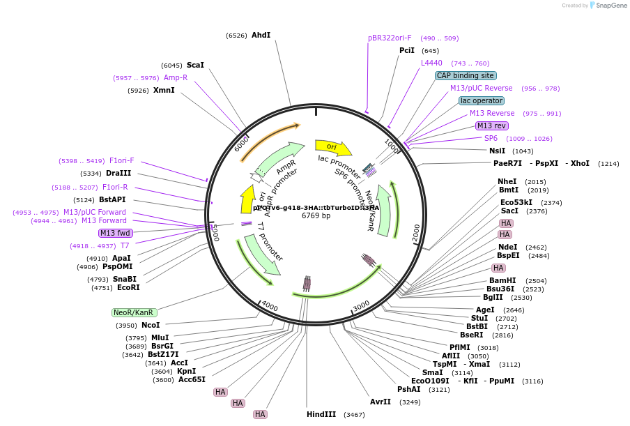 247591-plasmid-map-sequence-id-495165