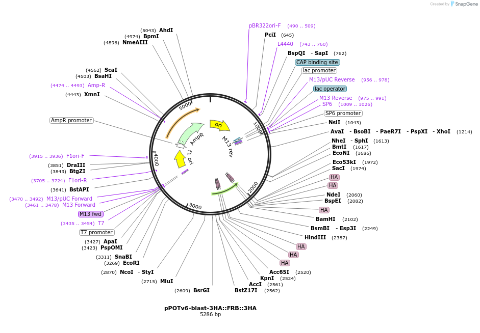 247587-plasmid-map-sequence-id-495167