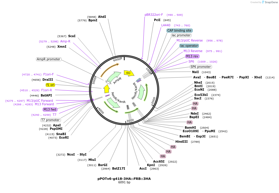 247588-plasmid-map-sequence-id-495170