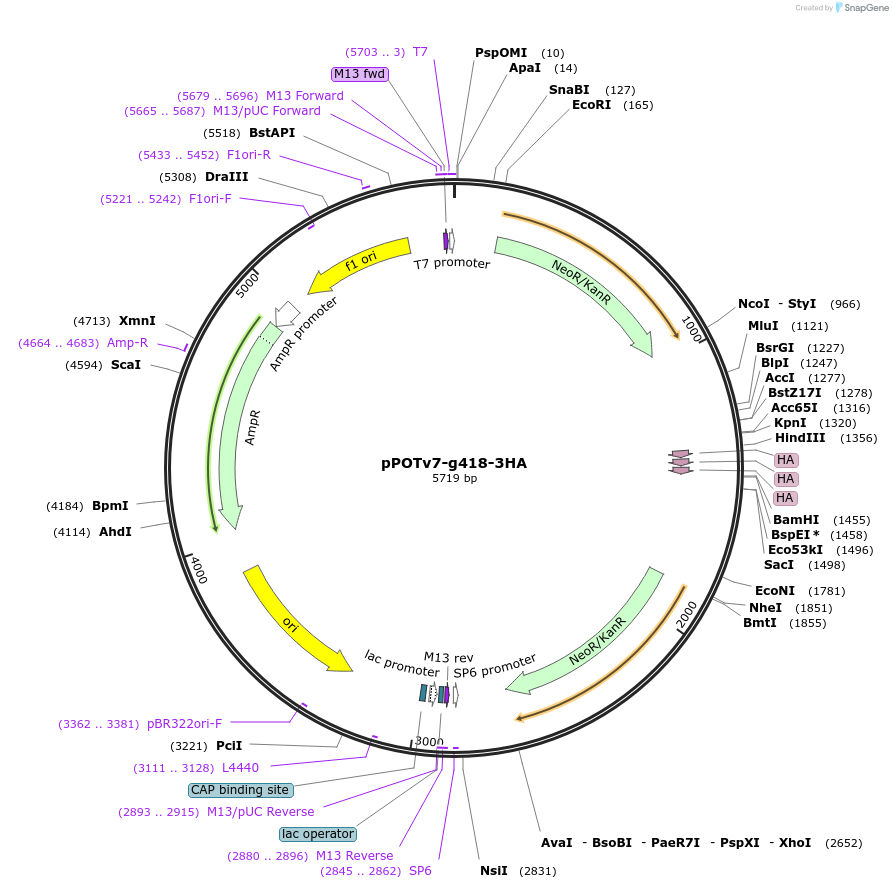 247593-plasmid-map-sequence-id-495178