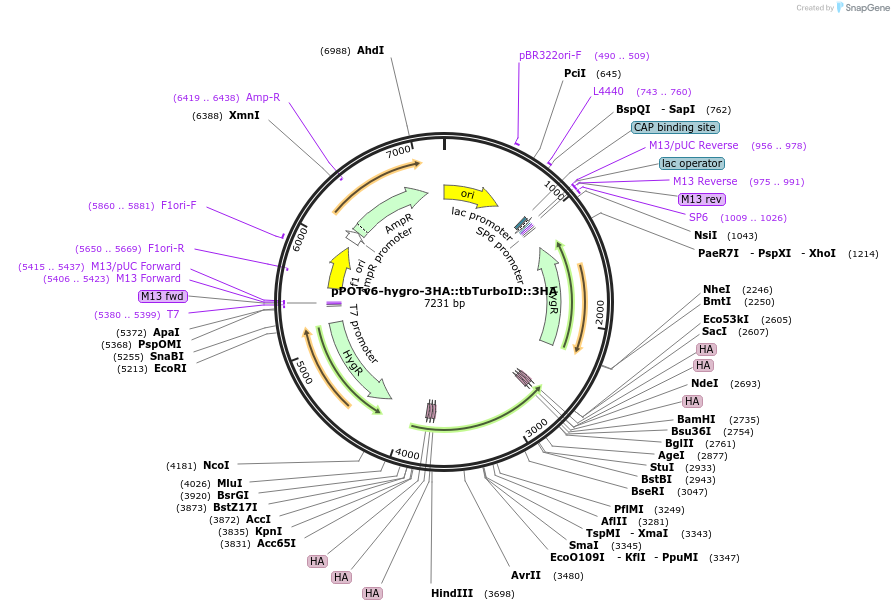 247592-plasmid-map-sequence-id-495182