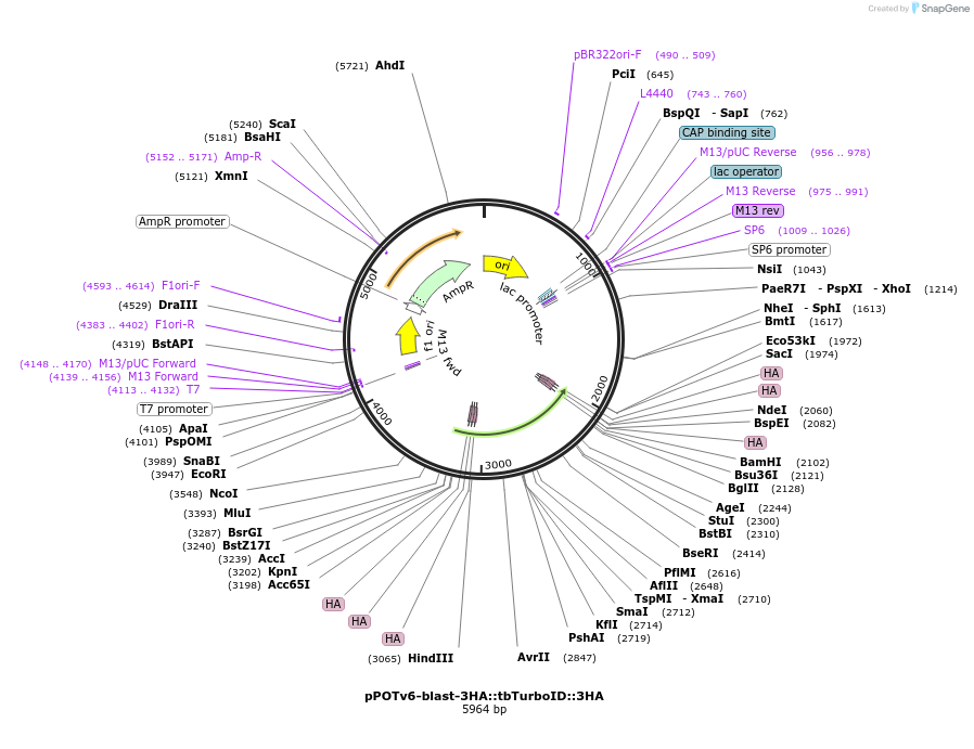 247590-plasmid-map-sequence-id-495188