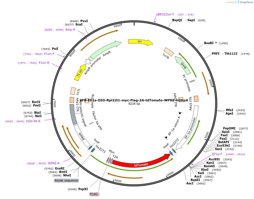 246243-plasmid-map-sequence-id-495223