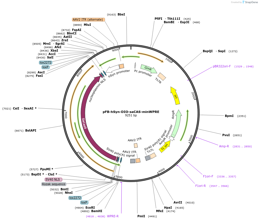 248064-plasmid-map-sequence-id-495224