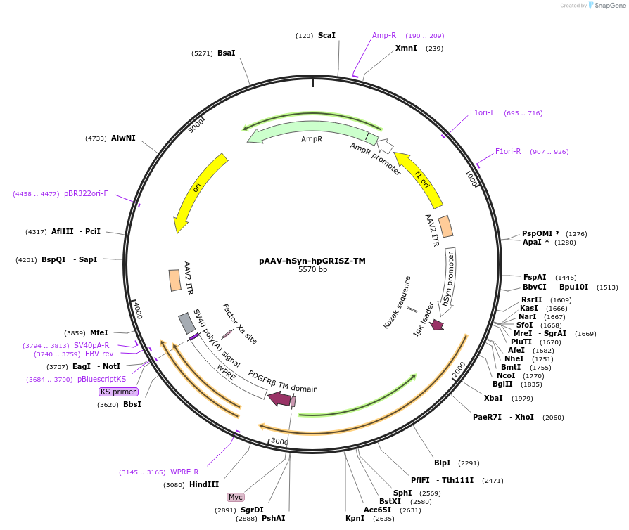 248028-plasmid-map-sequence-id-495225