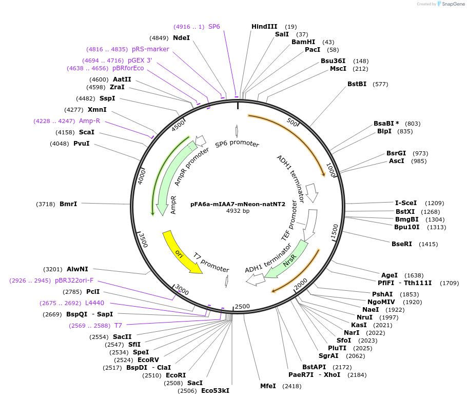 247632-plasmid-map-sequence-id-495239