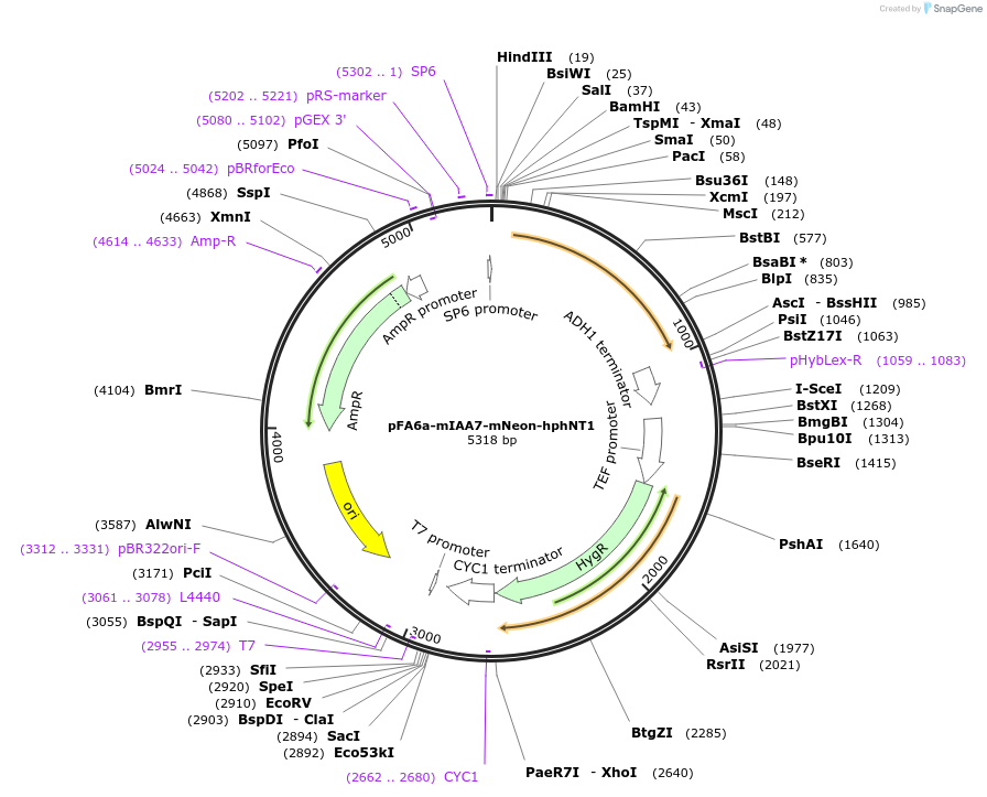 247631-plasmid-map-sequence-id-495240