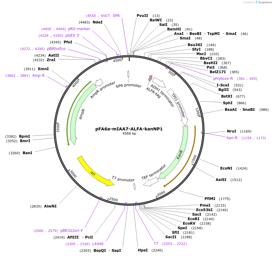 247629-plasmid-map-sequence-id-495242