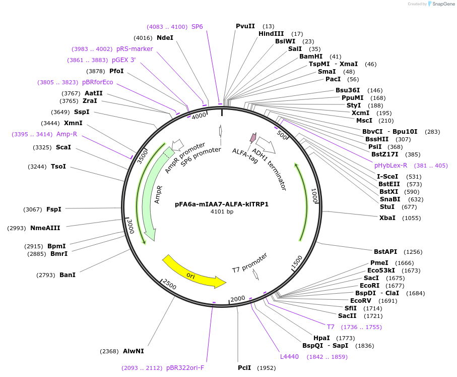 247628-plasmid-map-sequence-id-495243