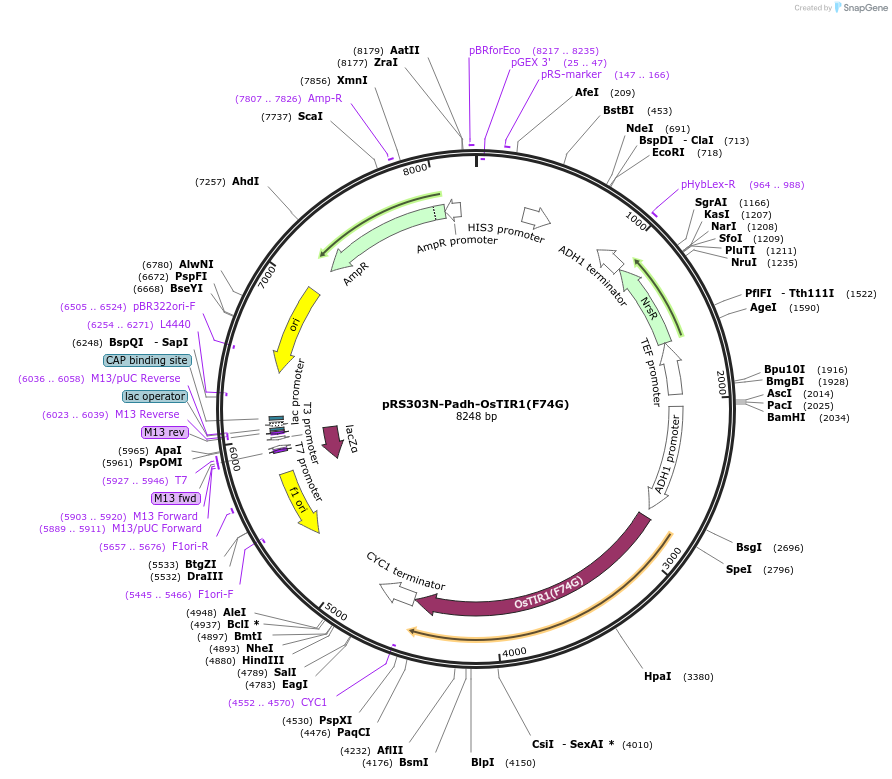 247626-plasmid-map-sequence-id-495248