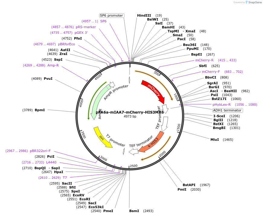 247624-plasmid-map-sequence-id-495249