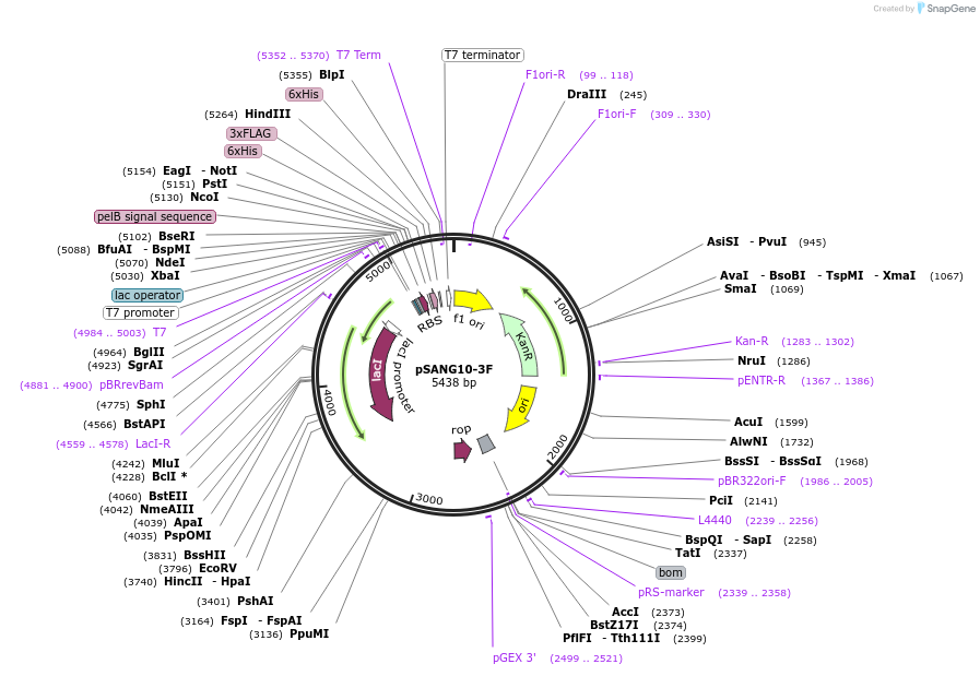 39264-plasmid-map-sequence-id-49525