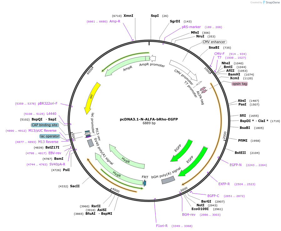 248792-plasmid-map-sequence-id-495316