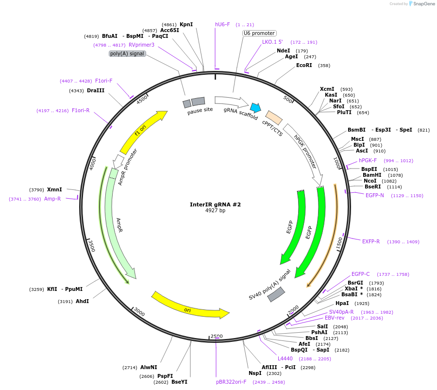 247546-plasmid-map-sequence-id-495326