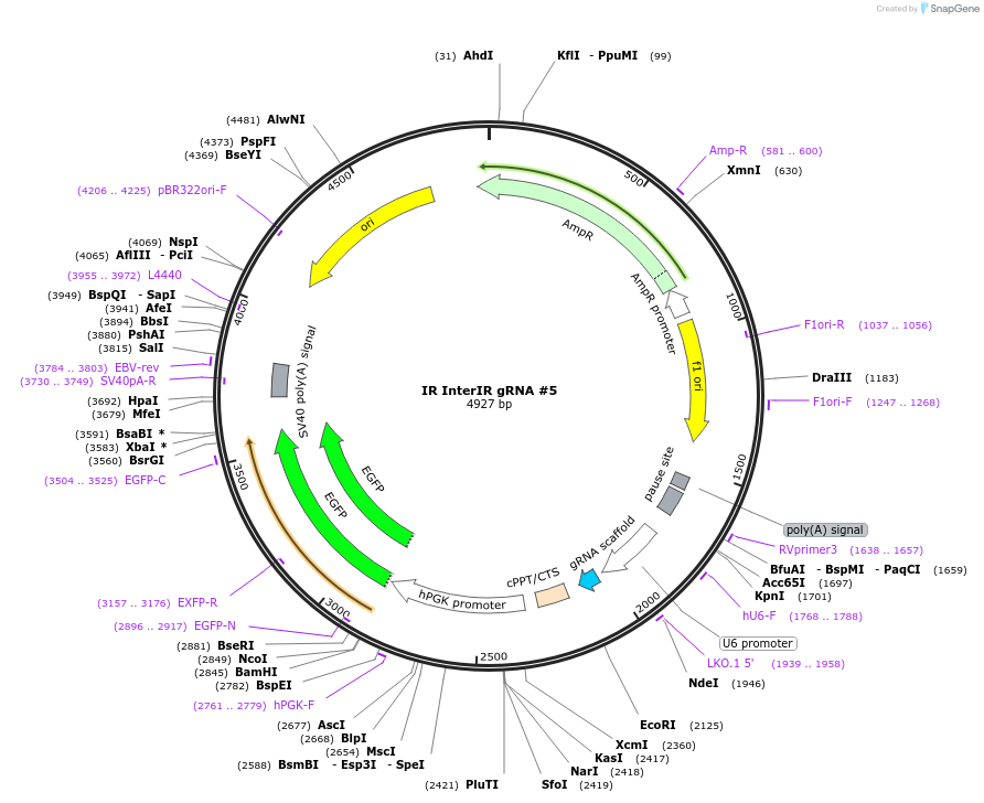 247547-plasmid-map-sequence-id-495327