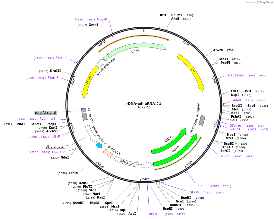 247548-plasmid-map-sequence-id-495328